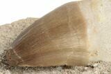 Fossil Rooted Mosasaur (Prognathodon) Tooth In Rock- Morocco #192513-2
